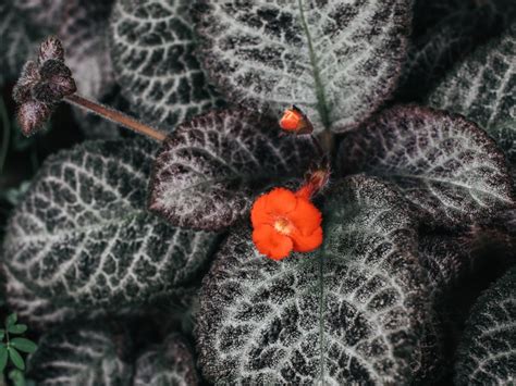 fireviolet|How to Plant, Grow, and Care for Flame Violets